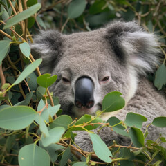 Obraz premium Sleepy Koala
