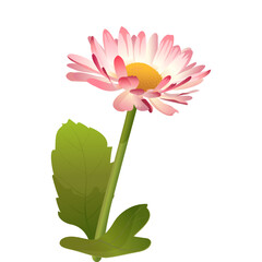 Small beautiful spring daisy, white pink, decor element, cards, congratulations, easter, mother's day, spring holidays