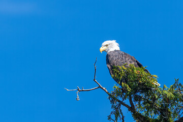 A mature bald eagle (Haliaeetus leucocephalus) perched on the top of a tree in British Columbia, Canada.