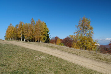 Fototapeta na wymiar Beautiful autumn forest in Carpathian mountains