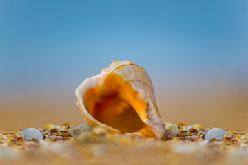 closeup empty marine shell lie on sandy sea beach