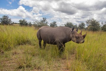 White Rhino or square-lipped rhinoceros (Ceratotherium simum) in Imire Rhino & Wildlife Conservancy, Zimbabwe