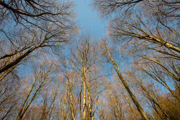 Spring tree crowns on deep blue sky