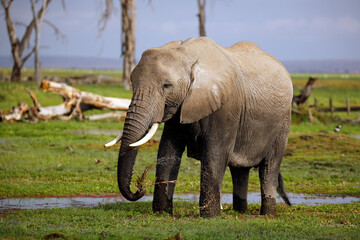 Fototapeta na wymiar African Elephant (Loxodonta africana) Standing in Marsh, Feeding. Amboseli, Kenya