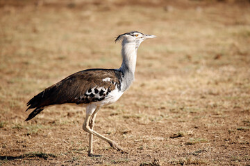 Kori Bustard (Ardeotis kori) Walking on Grass. Amboseli, Kenya