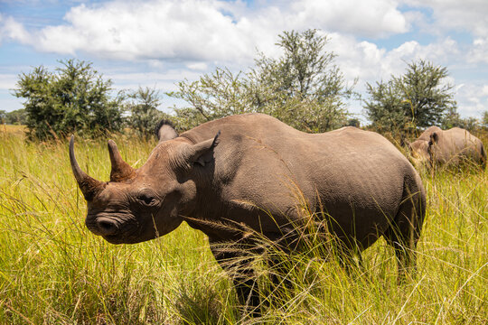 White Rhino or square-lipped rhinoceros (Ceratotherium simum) in Imire Rhino & Wildlife Conservancy, Zimbabwe