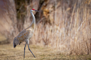 A Sandhill Crane, in the migration period, resting in a marsh 
