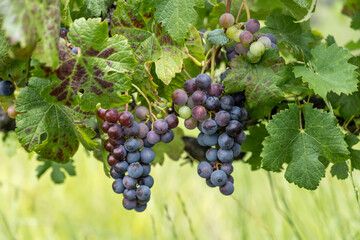 vine leaves and almost ripe Merlot grapes in vineyard near Franschhoek, South Africa