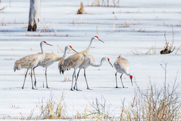 a group of Sandhill Crane, walk on ice in the middle of a swamp