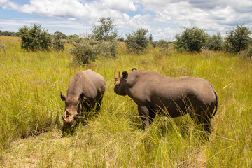 Couple of White Rhinos or square-lipped rhinoceros (Ceratotherium simum) in Imire Rhino & Wildlife Conservancy, Zimbabwe