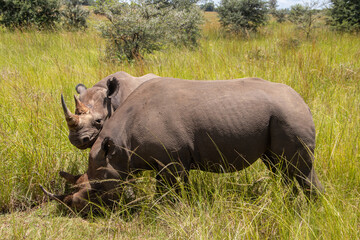 White Rhino or square-lipped rhinoceros (Ceratotherium simum) in Imire Rhino & Wildlife Conservancy, Zimbabwe