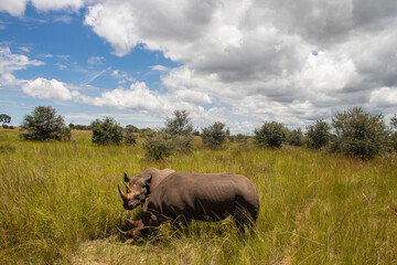 Fototapeta premium Couple of White Rhinos or square-lipped rhinoceros (Ceratotherium simum) in Imire Rhino & Wildlife Conservancy, Zimbabwe