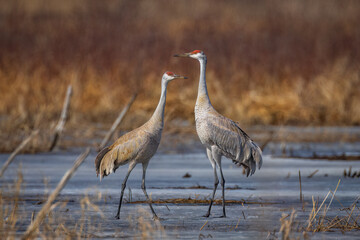 a Sandhill Crane pair, in the migration period, resting after courtship