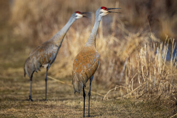 a Sandhill Crane pair, in the migration period, resting after courtship
