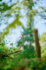tree in the forest