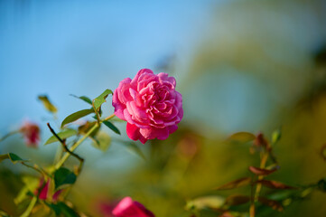 pink rose
