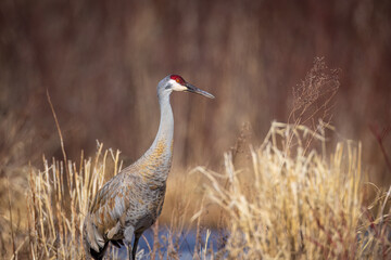 A Sandhill Crane, in the migration period, resting in a marsh 