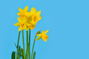 Obraz premium Yellow Narcissus Clamineus 'Tete a Tete' spring flowers on blue background with copy space