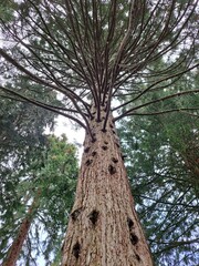 Fototapeta premium Giant Sequoia trees 