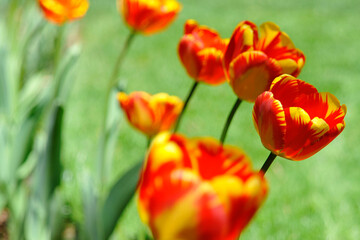 red and yellow tulips