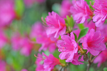 Fototapeta na wymiar fuchsia azalea flowers