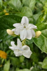 jasmine flower with raindrops