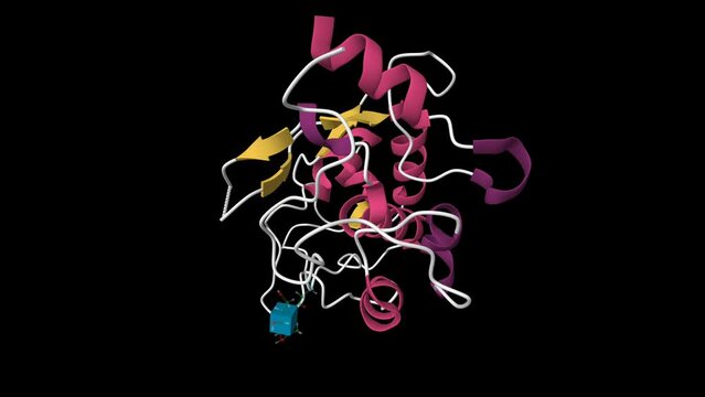 Crystal structure of human egg membrane protein JUNO. Animated 3D cartoon model, PDB 5f4q, secondary structure color scheme, black background