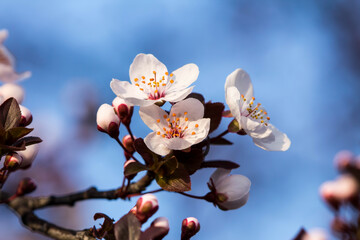 Obraz na płótnie Canvas Wonderful flowers in spring. Blossomed fruit.