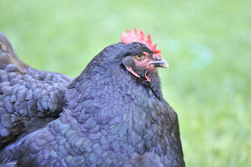 fat black chicken
