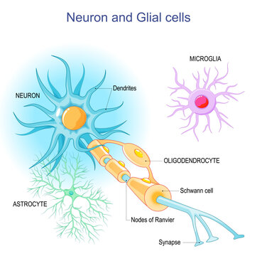 Neuron and Neuroglia. Structure of a neuron and glial cells