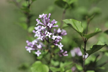 Japanese lilac 