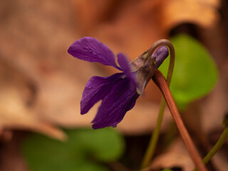 flower on green background