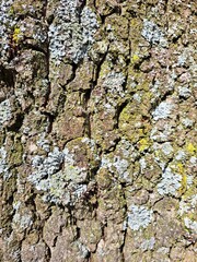 Close Up of Bark on Tree Stump. Old tree. many years old. carbon sink. close up of bark.macro photography. multi use. blog. article. background or backdrop. sunlight on bark. High quality photo