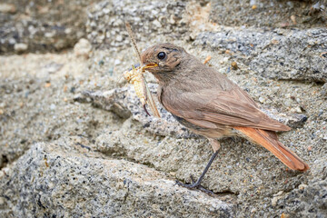 Black redstart female bird with insect for chicks (Phoenicurus ochruros)