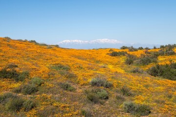 San Gorgonio mountain snow and super bloom flower fields in Perris, California
