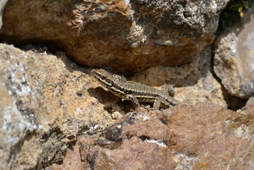 Lézard