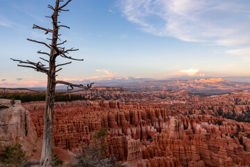 Old dead tree snag with aerial sunset view of hoodoo sandstone rock formations in Bryce Canyon...