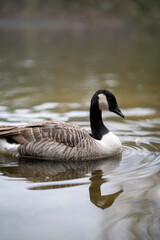 Fototapeta premium country goose swimming