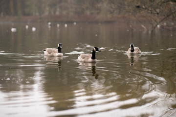 ducks on the lake