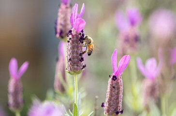 Bee on lavender
