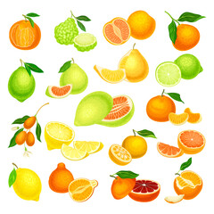 Citrus Fruits with Orange and Grapefruit Big Vector Set