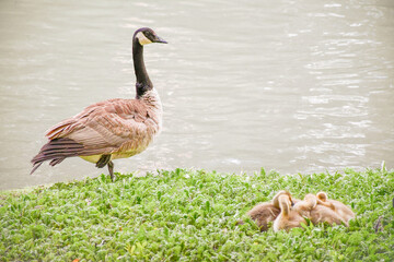 country goose family