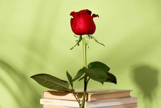 photo for sant Jordi's day, international book day and public holiday in catalonia, Image of a rose on a pile of books on a green background with shadows, poster copy space