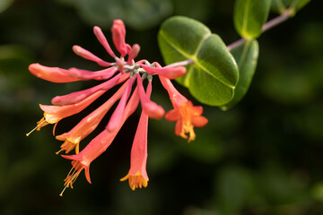 Red honeysuckle