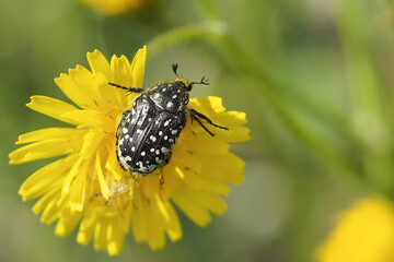Cetoniella sul dente di leone
