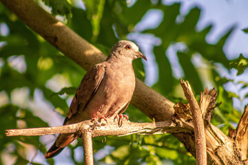 dove