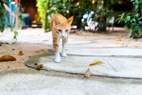Orange Striped Tabby Cat Walking on Stone Path Outdoors 