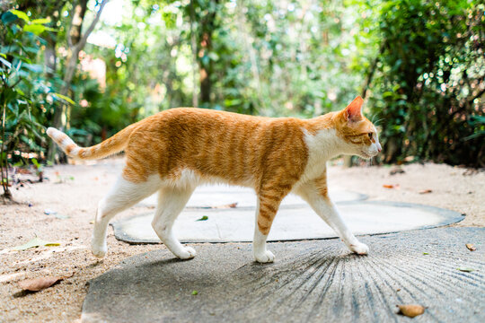 Orange Striped Tabby Cat Walking on Stone Path Outdoors 