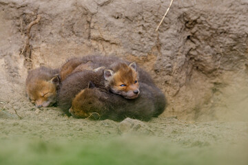 Fuchswelpen kuscheln und schlafen vor Fuchsbau