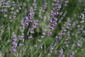 field of lavender